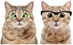 portrait-two-cute-cats-eye-450w-1273379341