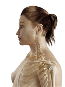 bones of the neck and shoulder